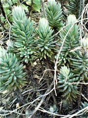 Petrosedum sediforme