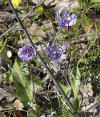 Erythronium hendersonii
