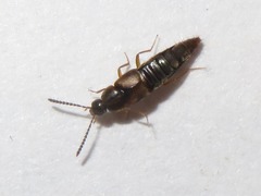 Oxypoda acuminata