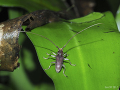 Acalolepta