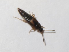 Oxypoda acuminata