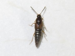 Oxypoda acuminata