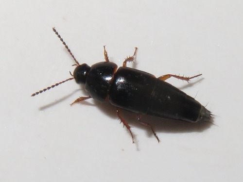 Tachinus rufipes, Leidschendam, Nederland, photo 4 of 10