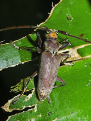 Acalolepta