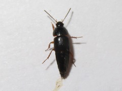 Tachinus rufipes