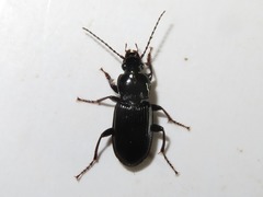 Pterostichus anthracinus