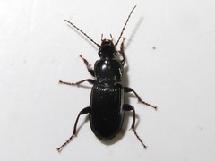 Pterostichus anthracinus