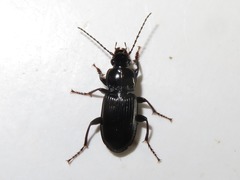 Pterostichus anthracinus