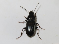 Pterostichus anthracinus