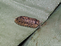 Armadillo intermixtus