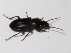 Pterostichus anthracinus