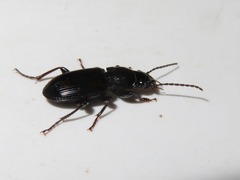 Pterostichus anthracinus