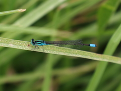 Pseudagrion torridum