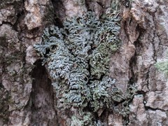 Physconia subpallida