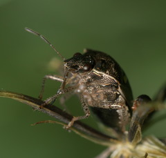 Eysarcoris