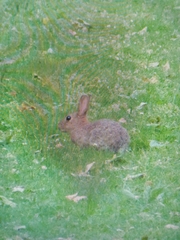 Oryctolagus cuniculus