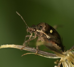 Eysarcoris