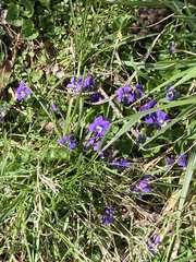 Viola
