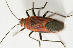 Leptocoris mitellatus