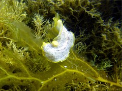 Prostheceraeus moseleyi