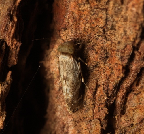 Amphientomidae