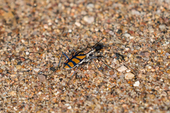 Chaetodera regalis