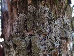 Physconia subpallida