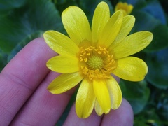 Ficaria verna ficariiformis