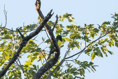 Chrysococcyx cupreus