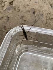 Aquarius conformis