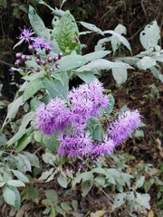 Vernonia bealliae