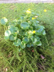 Ficaria verna ficariiformis