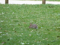 Oryctolagus cuniculus