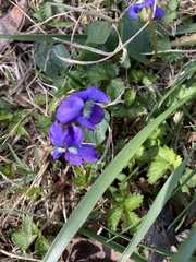 Viola