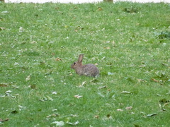 Oryctolagus cuniculus