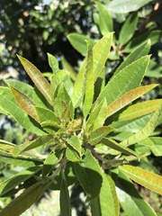 Heteromeles arbutifolia