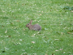 Oryctolagus cuniculus