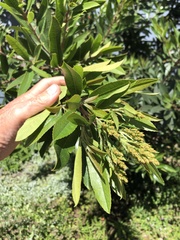 Heteromeles arbutifolia