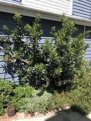 Heteromeles arbutifolia