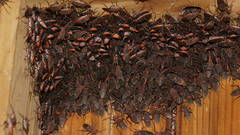 Leptocoris mitellatus