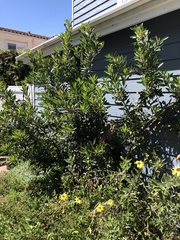 Heteromeles arbutifolia