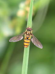 Episyrphus balteatus