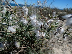 Eriocephalus racemosus