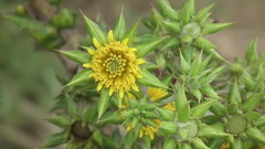 Berkheya heterophylla radiata