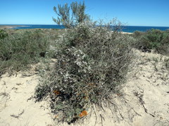 Eriocephalus racemosus