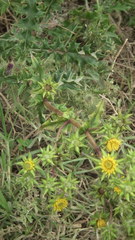 Berkheya heterophylla radiata