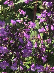 Penstemon tenuis