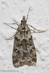 Eudonia lineola