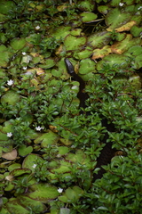 Nerodia floridana image