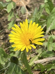 Taraxacum erythrospermum